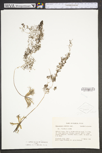 Utricularia radiata image