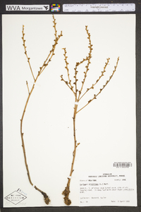 Epifagus virginiana image