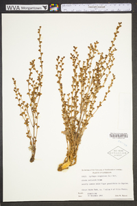 Epifagus virginiana image