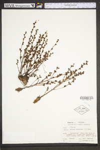 Epifagus virginiana image