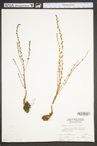 Epifagus virginiana image