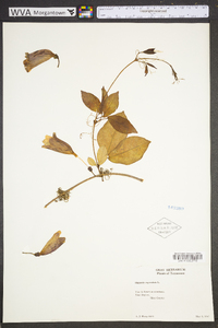 Bignonia capreolata image