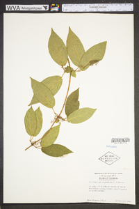 Bignonia capreolata image