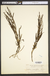 Justicia crassifolia image