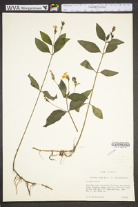 Justicia ovata image