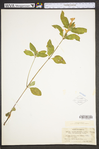 Ruellia caroliniensis image