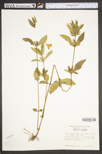 Ruellia caroliniensis image