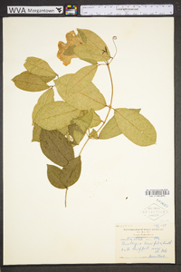 Thunbergia laurifolia image