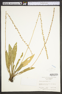 Plantago sparsiflora image