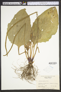 Plantago rugelii image