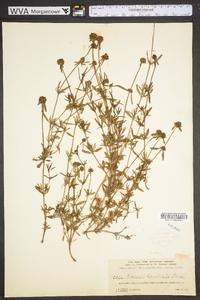 Spermacoce terminalis image