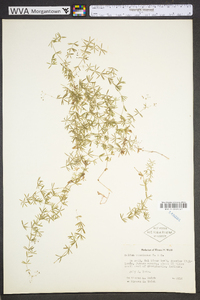 Galium concinnum image