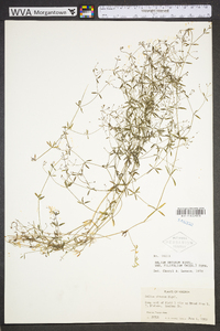 Galium obtusum image