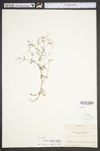 Galium obtusum image