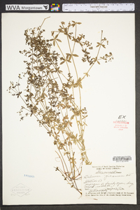 Galium pilosum image