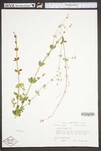 Galium pilosum image