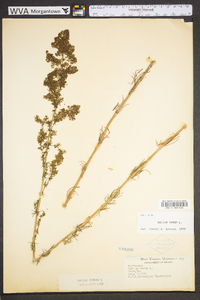 Galium verum image