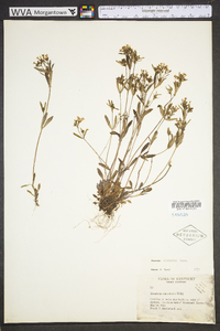 Houstonia canadensis image