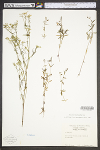 Houstonia longifolia image