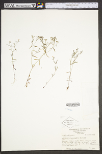 Houstonia longifolia image