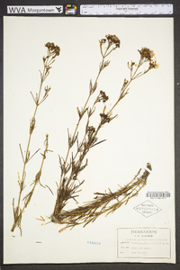 Stenaria nigricans image