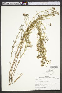 Stenaria nigricans image