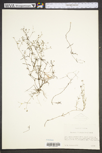 Stenaria nigricans image