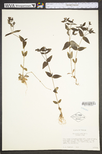 Houstonia purpurea image