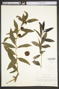 Morinda umbellata image