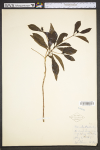 Morinda umbellata image