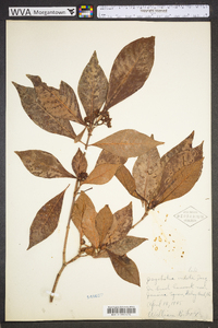 Psychotria nervosa image