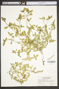 Richardia brasiliensis image