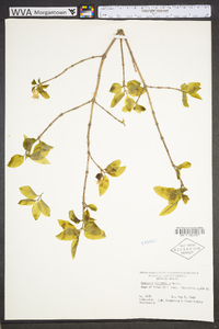 Lonicera canadensis image