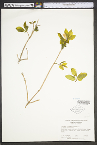 Lonicera canadensis image