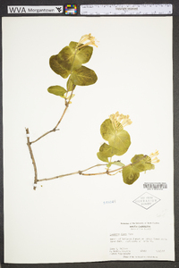 Lonicera flava image