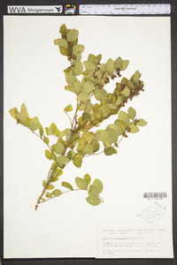 Symphoricarpos orbiculatus image