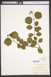 Viburnum dentatum var. lucidum image