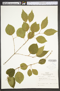 Viburnum dentatum var. lucidum image