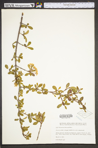 Viburnum obovatum image