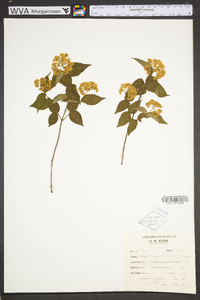 Viburnum rafinesqueanum image