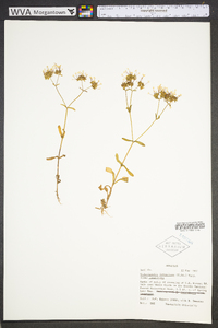 Valerianella longiflora image