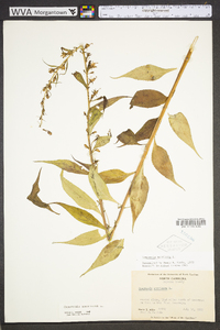 Campanulastrum americanum image