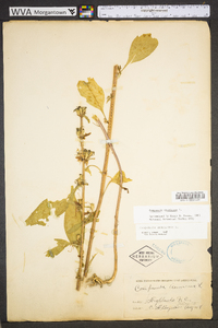 Campanulastrum americanum image