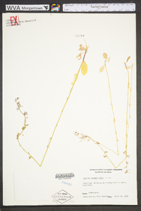 Lobelia appendiculata image