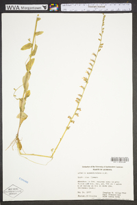 Lobelia appendiculata image