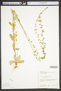 Lobelia appendiculata image