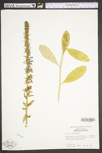 Lobelia amoena image