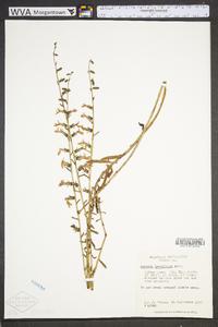 Lobelia brevifolia image