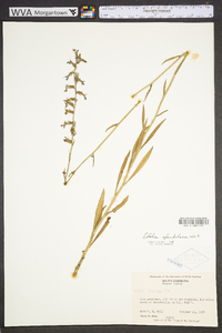 Lobelia glandulosa image