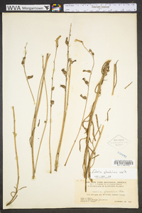 Lobelia glandulosa image